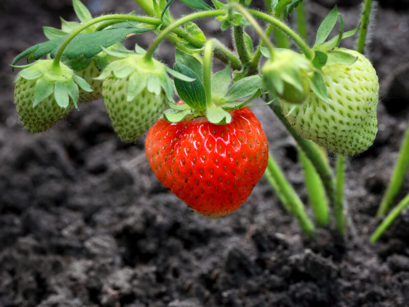 San Luis Obispo Strawberries.